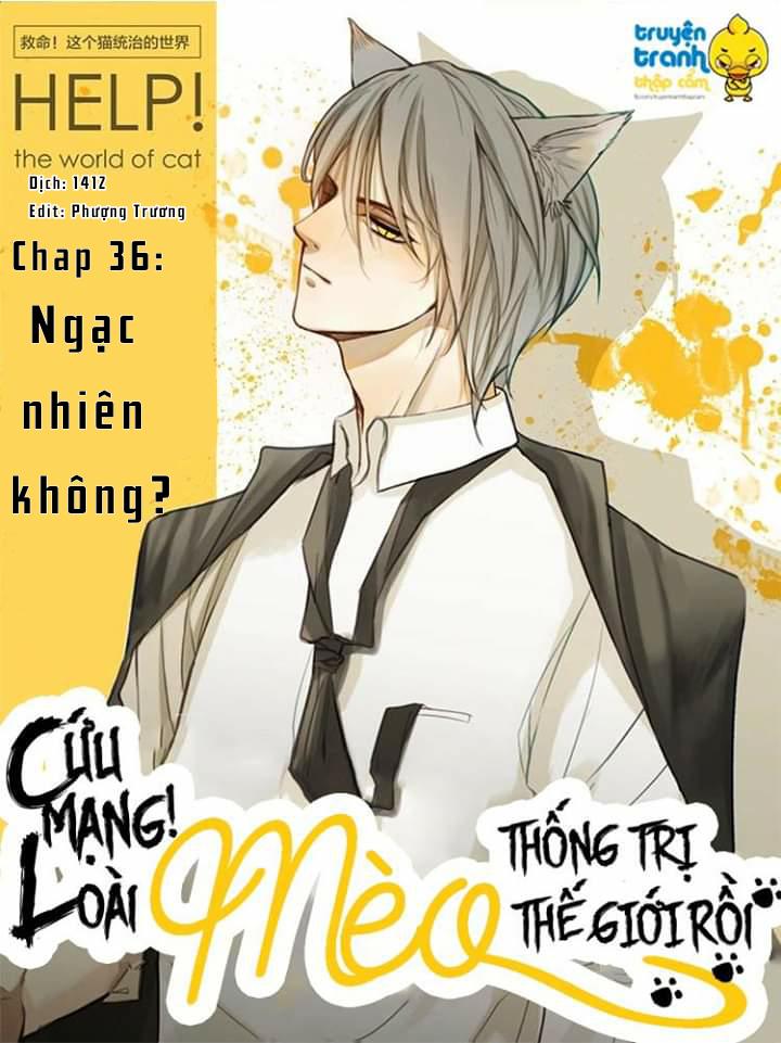 Cứu Mạng! Loài Mèo Thống Trị Thế Giới Rồi! Chapter 36 - 1